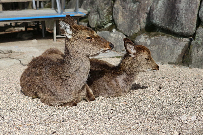 Itsukushima-Schrein