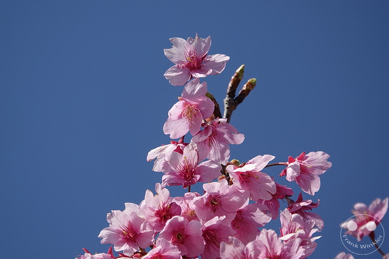 Kawazu - Kirschblüte