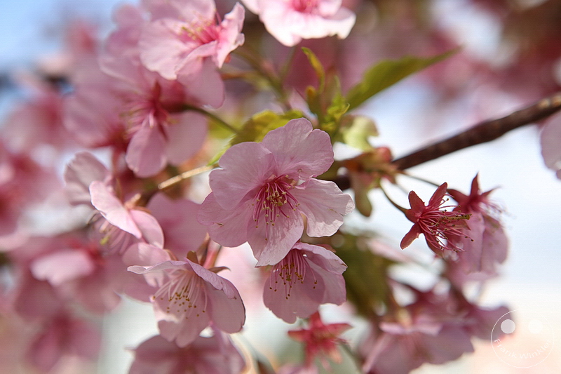 Kawazu - Kirschblüte