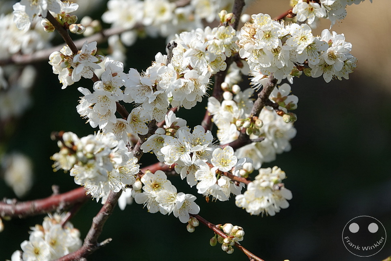 Kawazu - Kirschblüte