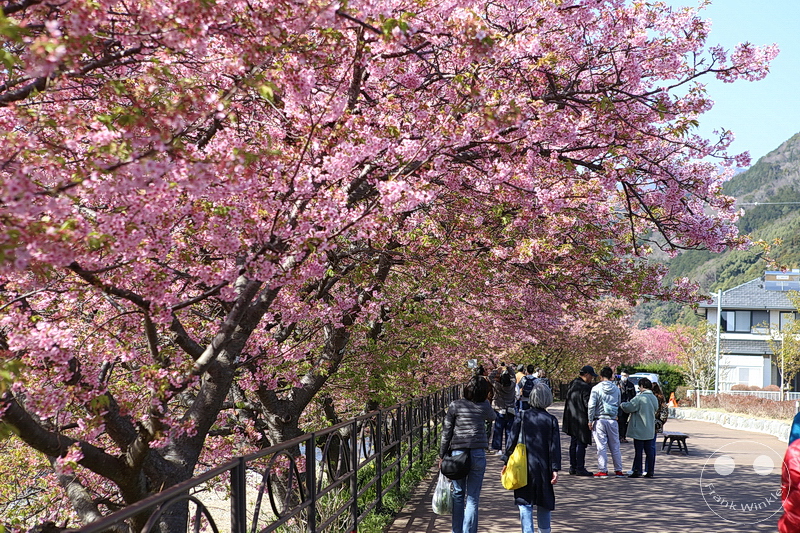 Kawazu - Kirschblüte