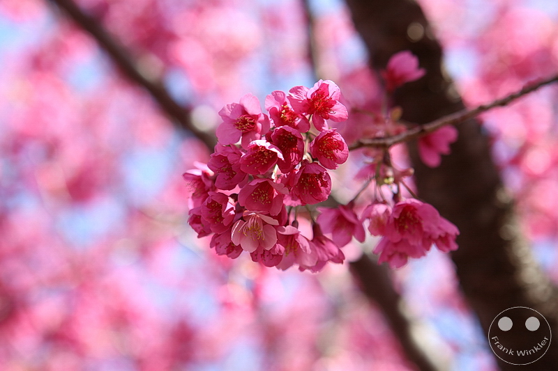 Kawazu - Kirschblüte