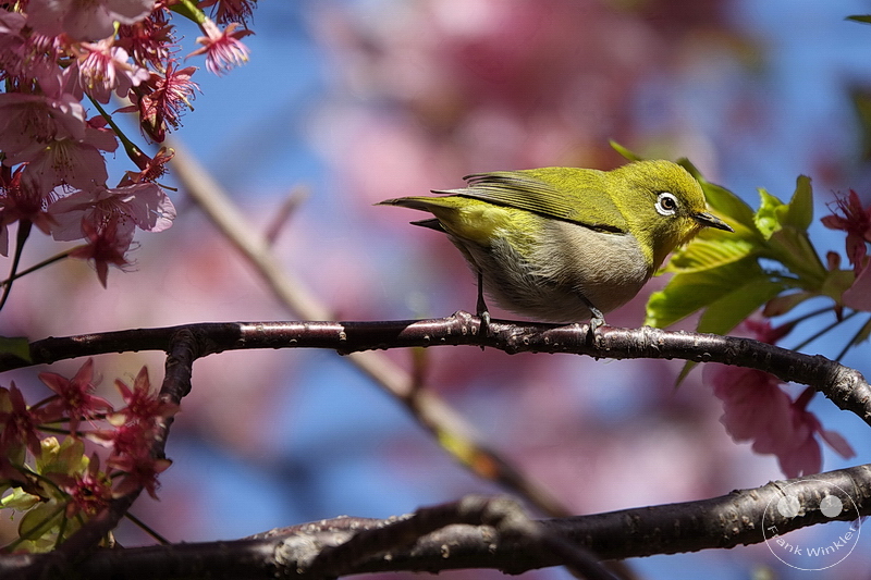 Kawazu - Kirschblüte