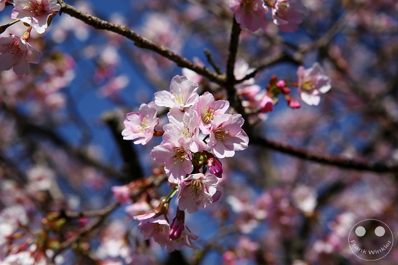 Kawazu - Kirschblüte