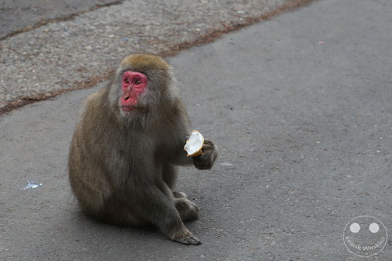 Nagano - Jigokudani Yaen Kōen - Snow Monkey Resorts - Schneeaffen