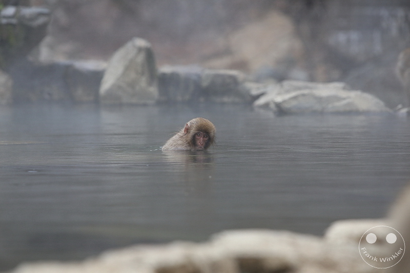 Nagano - Jigokudani Yaen Kōen - Snow Monkey Resorts - Schneeaffen