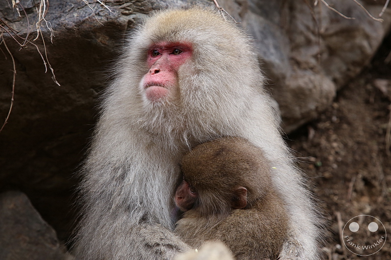 Nagano - Jigokudani Yaen Kōen - Snow Monkey Resorts - Schneeaffen