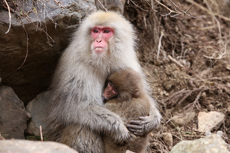 Nagano - Jigokudani Yaen Kōen - Snow Monkey Resorts - Schneeaffen