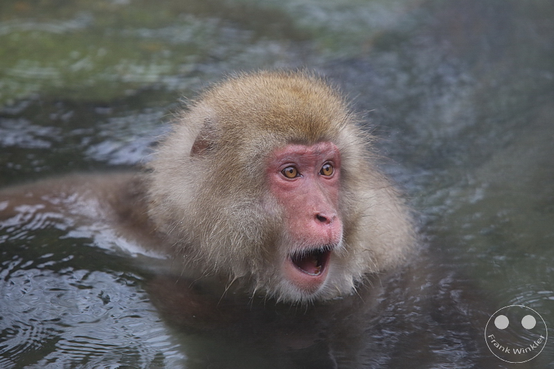 Nagano - Jigokudani Yaen Kōen - Snow Monkey Resorts - Schneeaffen