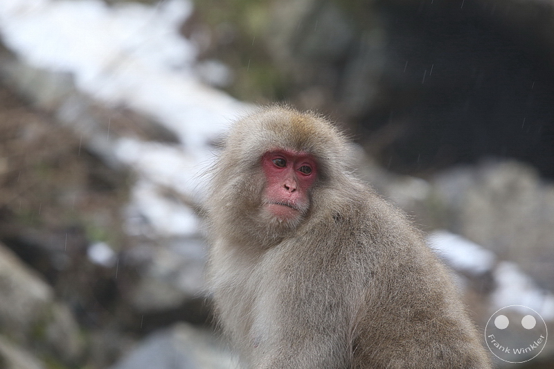 Nagano - Jigokudani Yaen Kōen - Snow Monkey Resorts - Schneeaffen