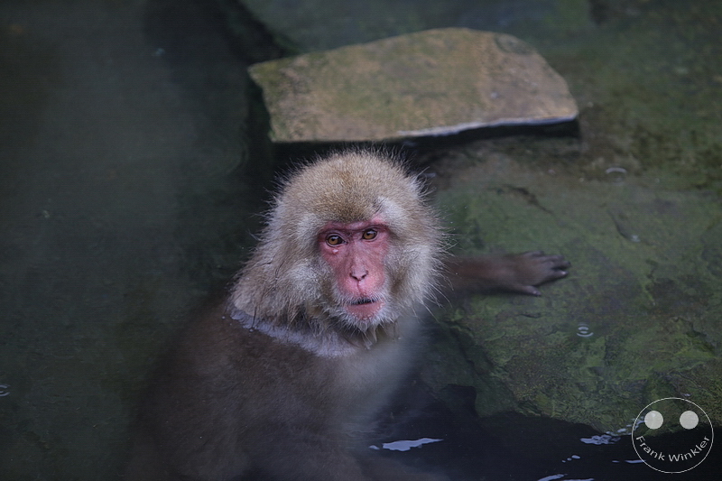 Nagano - Jigokudani Yaen Kōen - Snow Monkey Resorts - Schneeaffen