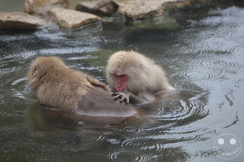 Nagano - Jigokudani Yaen Kōen - Snow Monkey Resorts - Schneeaffen