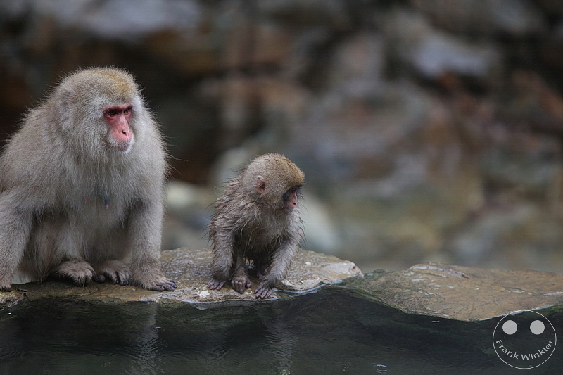Nagano - Jigokudani Yaen Kōen - Snow Monkey Resorts - Schneeaffen