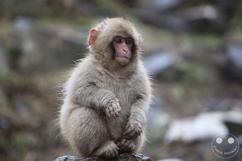 Nagano - Jigokudani Yaen Kōen - Snow Monkey Resorts - Schneeaffen