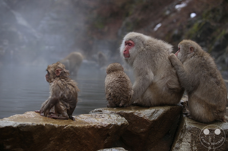 Nagano - Jigokudani Yaen Kōen - Snow Monkey Resorts - Schneeaffen