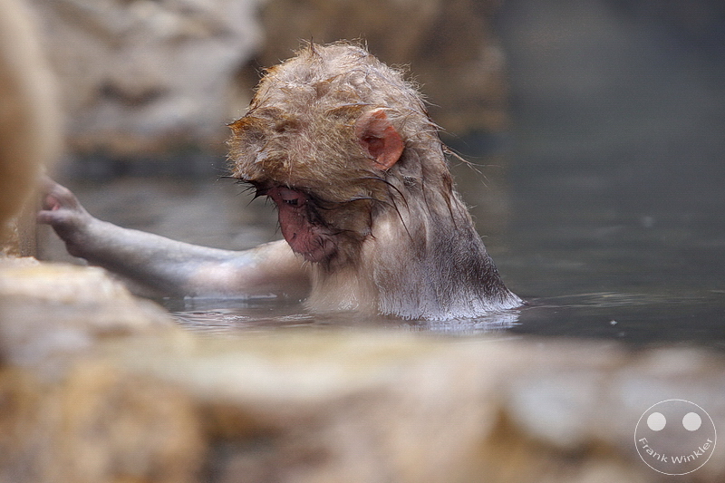 Nagano - Jigokudani Yaen Kōen - Snow Monkey Resorts - Schneeaffen