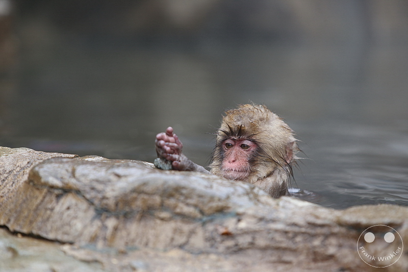 Nagano - Jigokudani Yaen Kōen - Snow Monkey Resorts - Schneeaffen