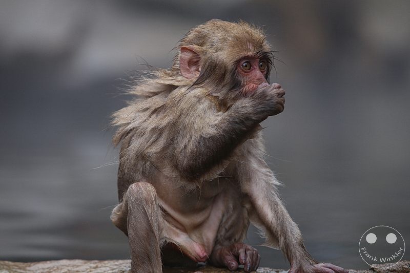 Nagano - Jigokudani Yaen Kōen - Snow Monkey Resorts - Schneeaffen