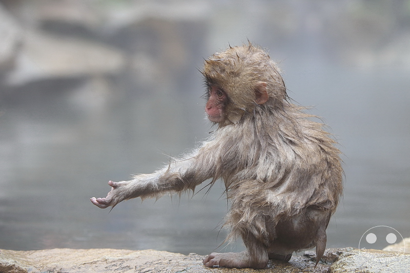 Nagano - Jigokudani Yaen Kōen - Snow Monkey Resorts - Schneeaffen
