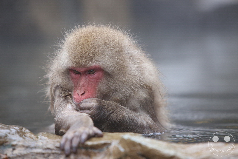 Nagano - Jigokudani Yaen Kōen - Snow Monkey Resorts - Schneeaffen