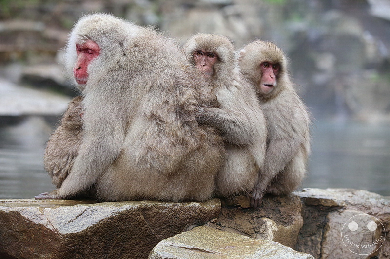 Nagano - Jigokudani Yaen Kōen - Snow Monkey Resorts - Schneeaffen