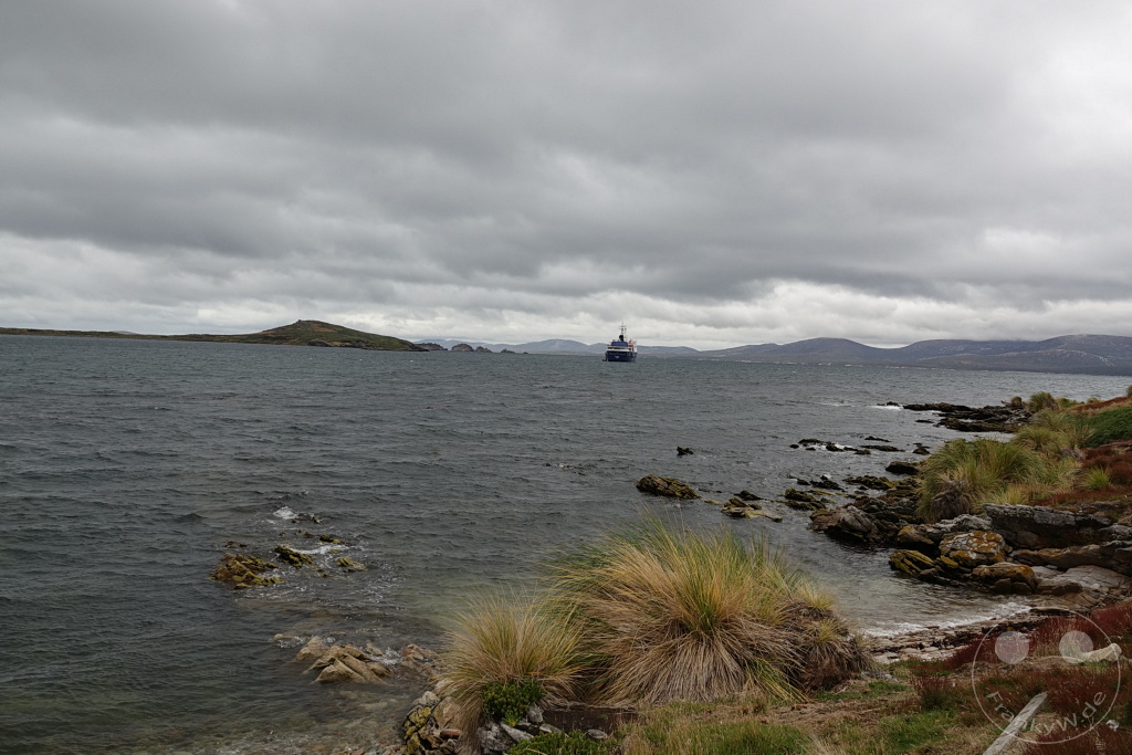 Falklandinseln (Malvinen) - Carcass Island