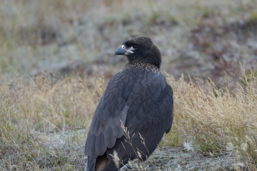 Falklandinseln (Malvinen) - Carcass Island