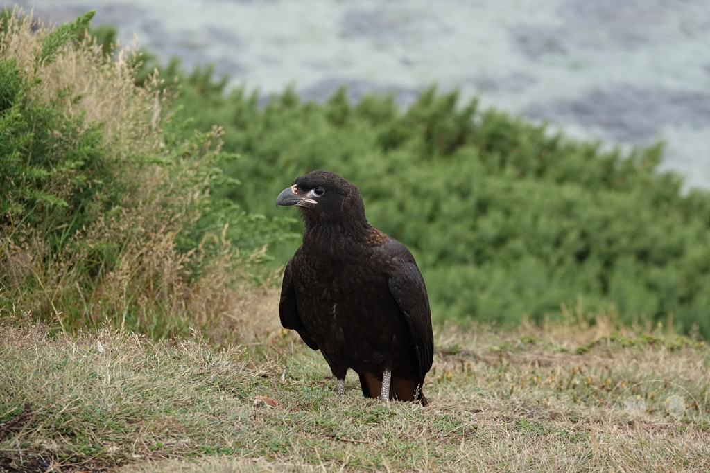 Falklandinseln (Malvinen) - Carcass Island