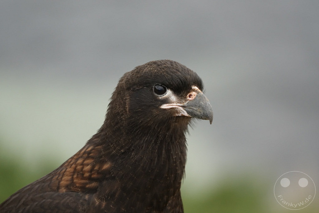 Falklandinseln (Malvinen) - Carcass Island