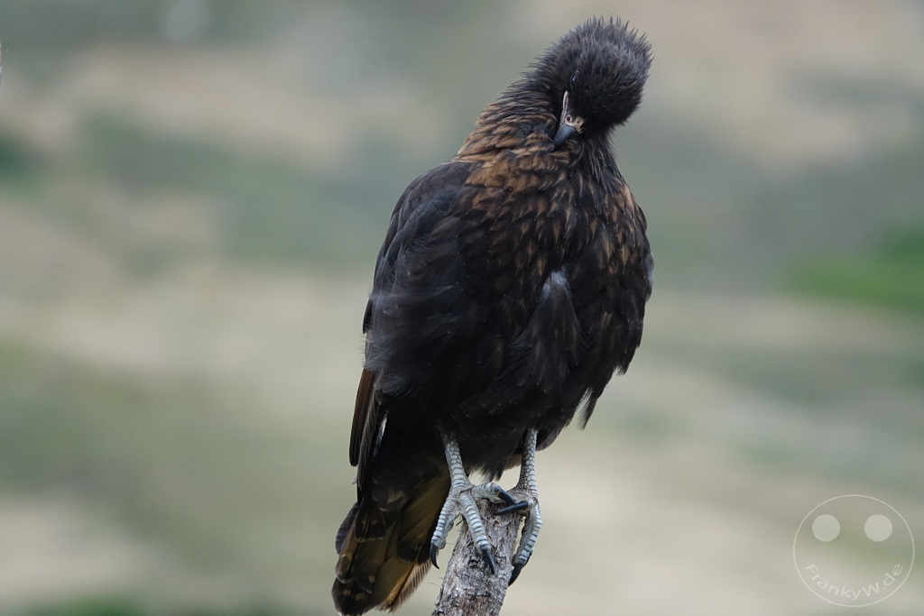 Falklandinseln (Malvinen) - Carcass Island