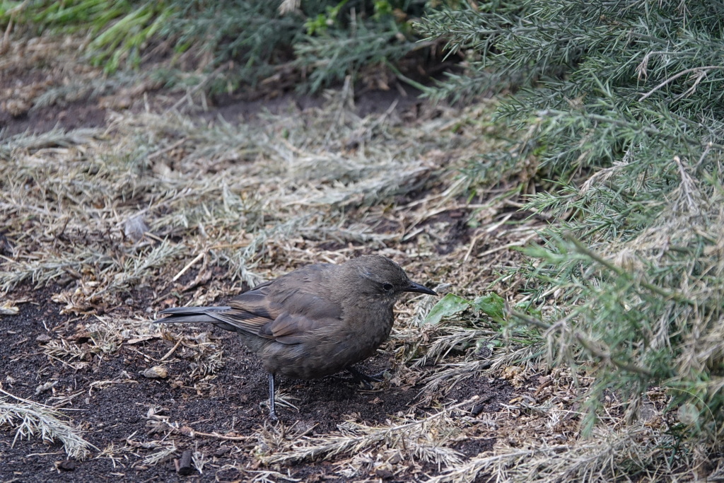 Falklandinseln (Malvinen) - Carcass Island