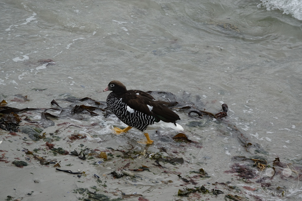 Falklandinseln (Malvinen) - Carcass Island