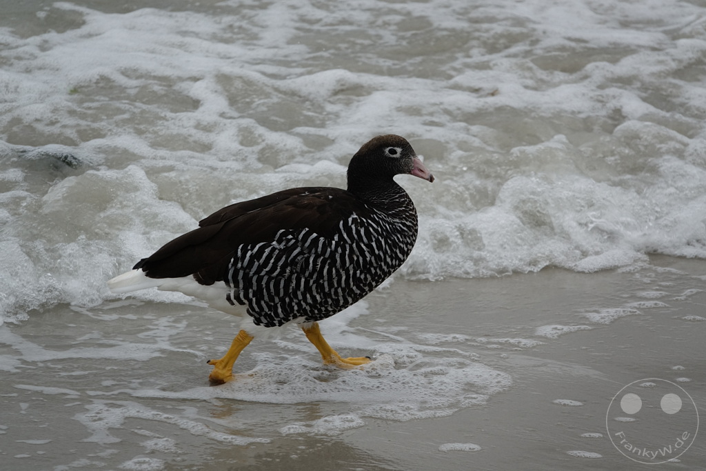 Falklandinseln (Malvinen) - Carcass Island