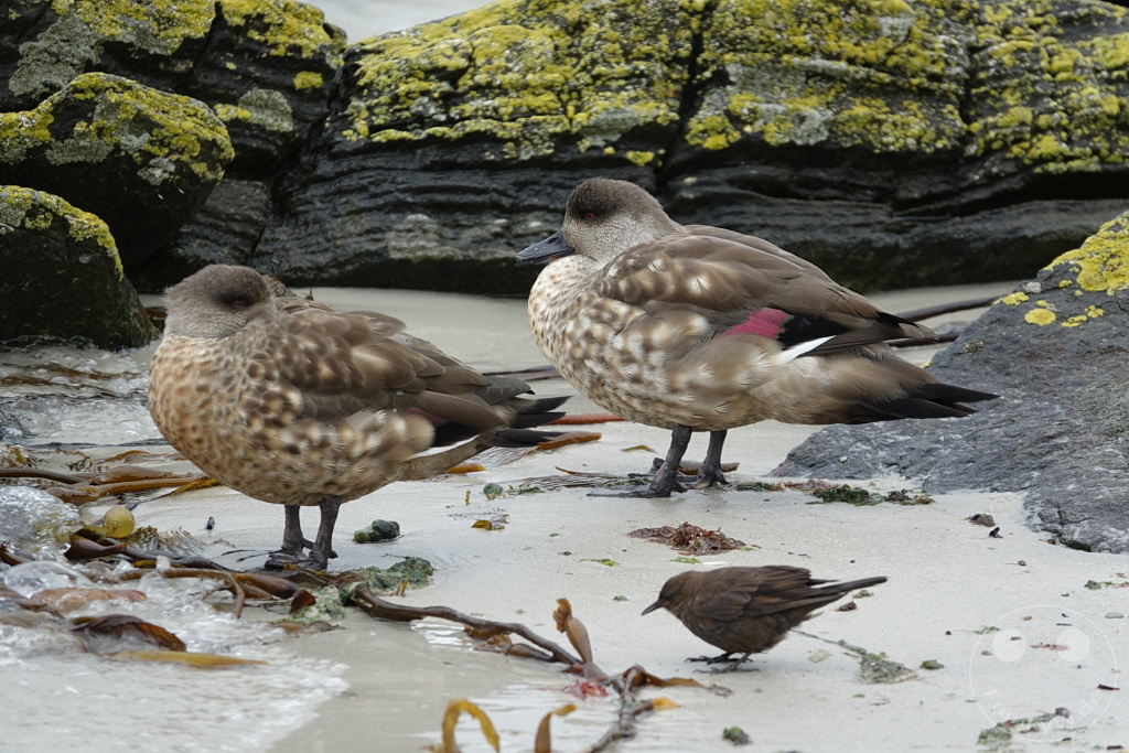 Falklandinseln (Malvinen) - Carcass Island