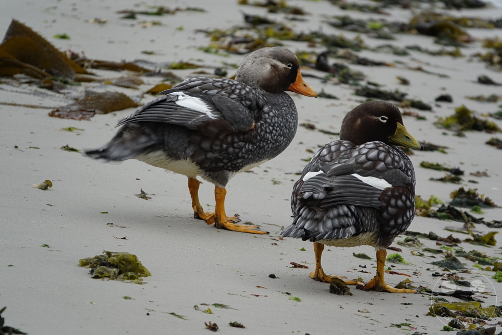 Falklandinseln (Malvinen) - Carcass Island