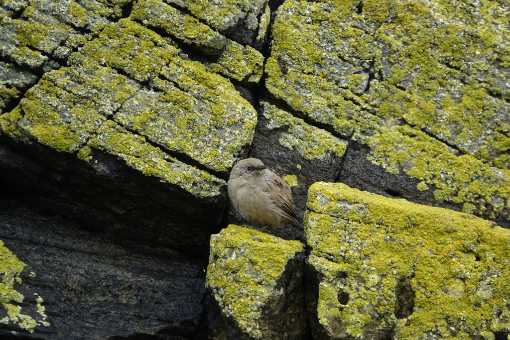 Falklandinseln (Malvinen) - Carcass Island