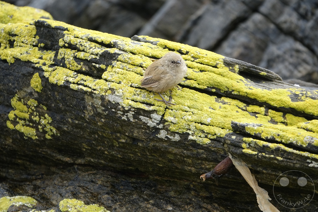 Falklandinseln (Malvinen) - Carcass Island