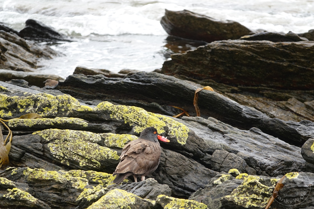 Falklandinseln (Malvinen) - Carcass Island