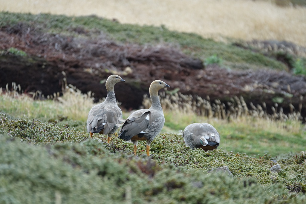 Falklandinseln (Malvinen) - Carcass Island