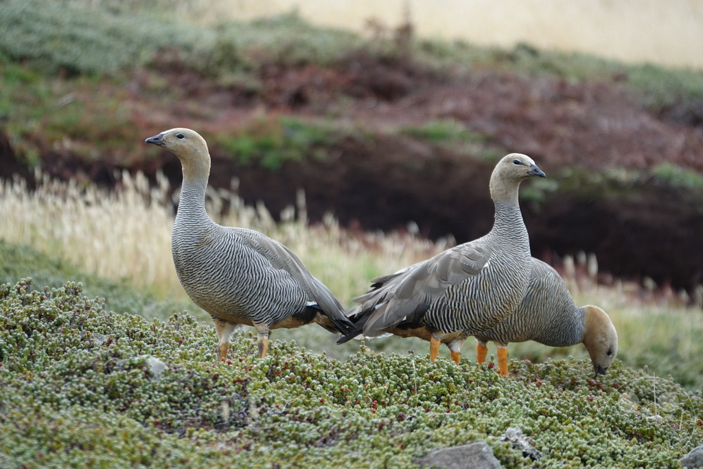 Falklandinseln (Malvinen) - Carcass Island
