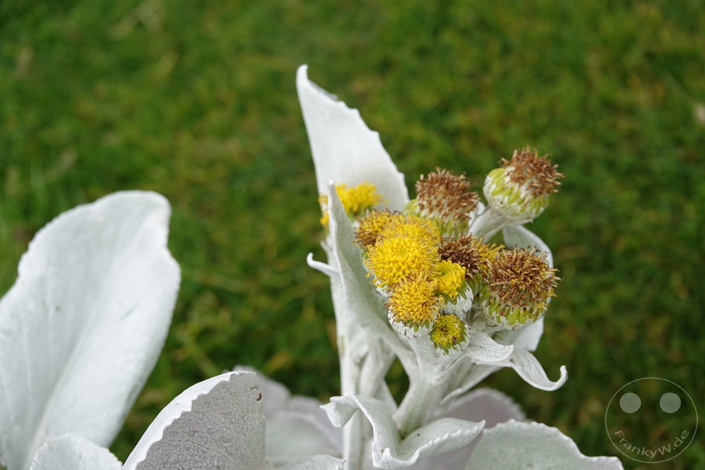 Falklandinseln (Malvinen) - Carcass Island