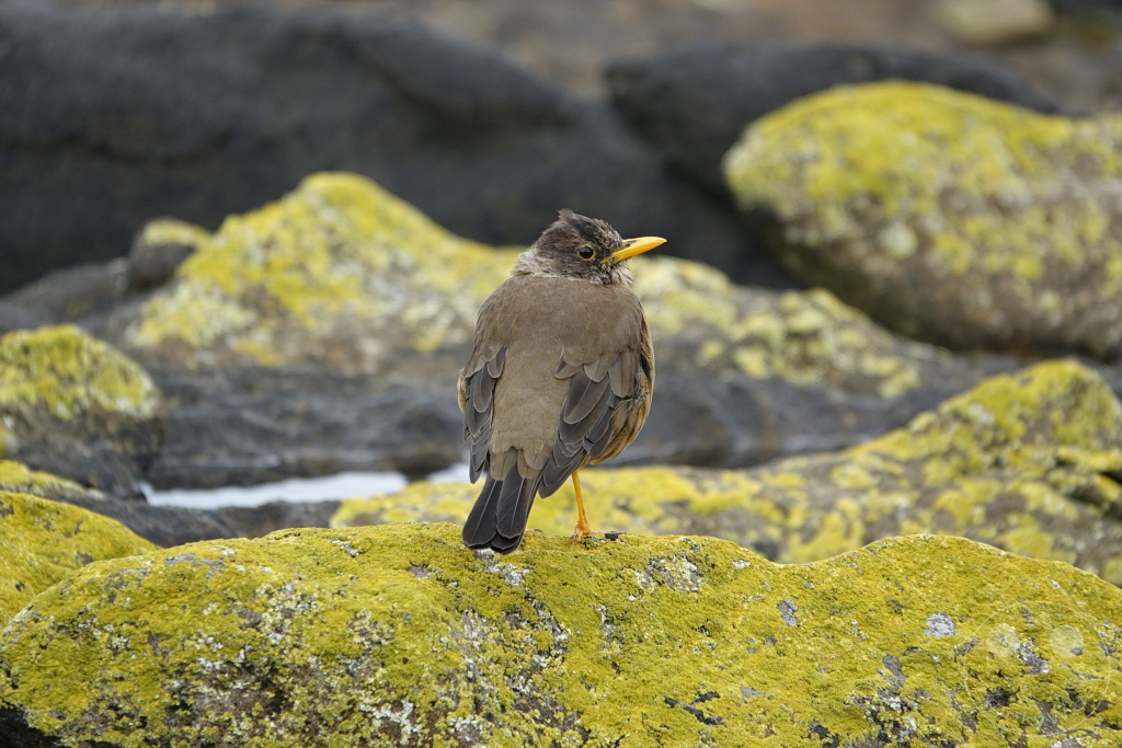 Falklandinseln (Malvinen) - Carcass Island