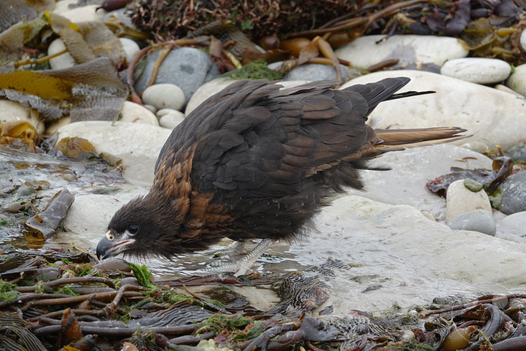 Falklandinseln (Malvinen) - Carcass Island