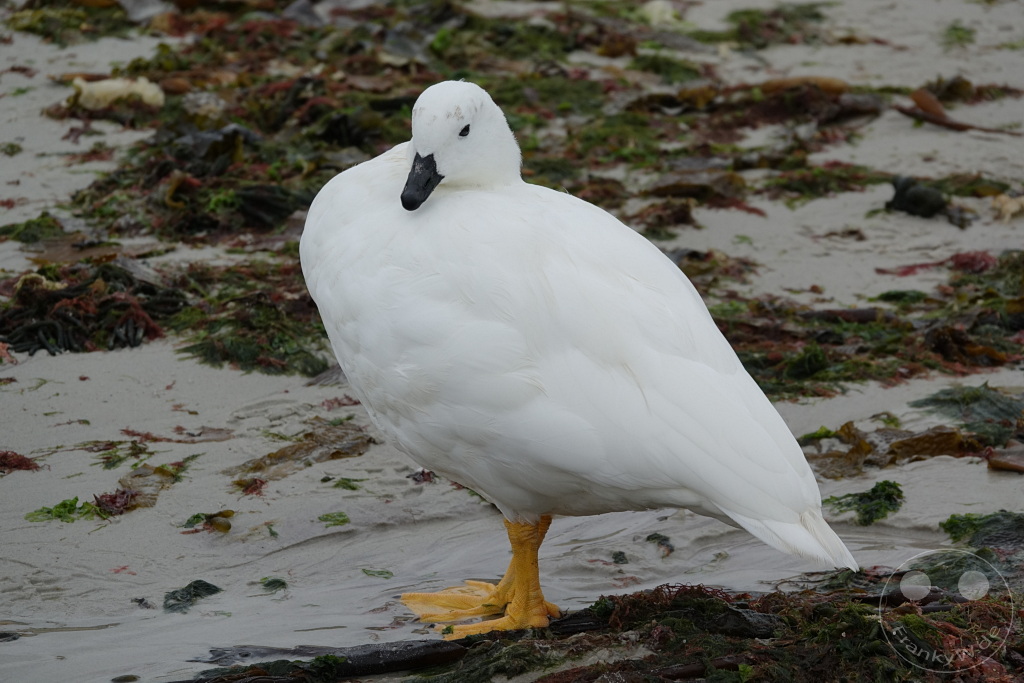 Falklandinseln (Malvinen) - Carcass Island