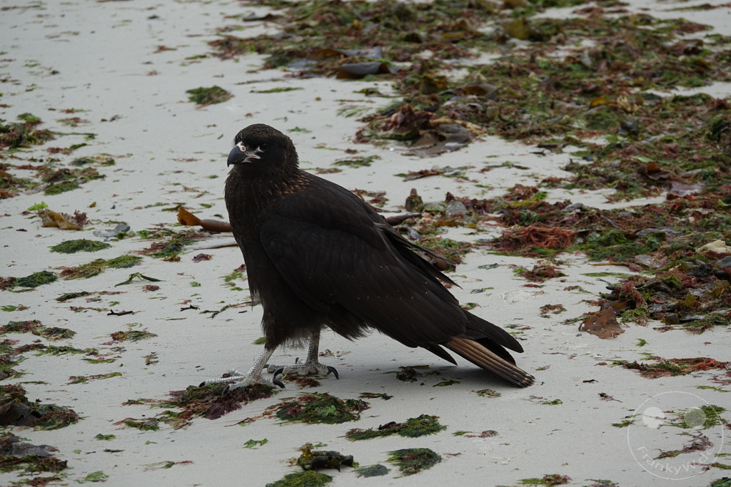 Falklandinseln (Malvinen) - Carcass Island