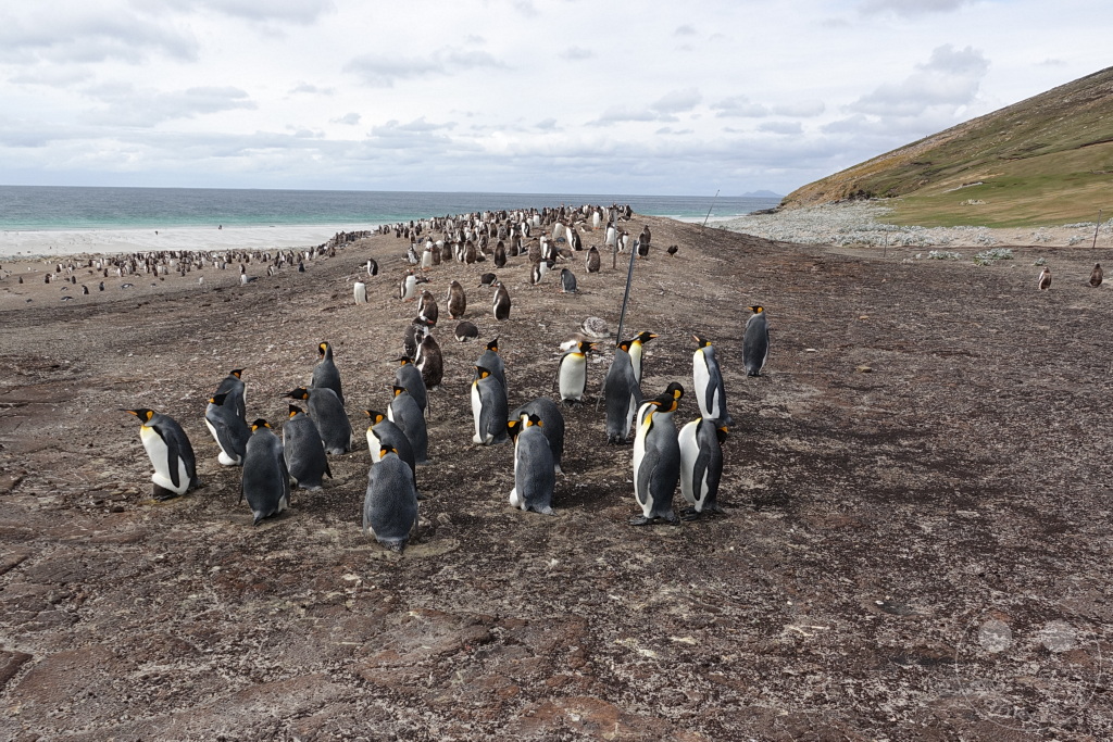 Falklandinseln (Malvinen) - Saunders Island