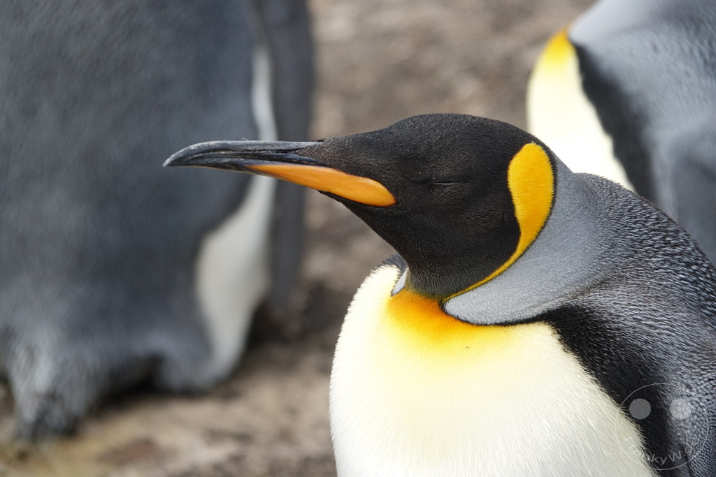 Falklandinseln (Malvinen) - Saunders Island