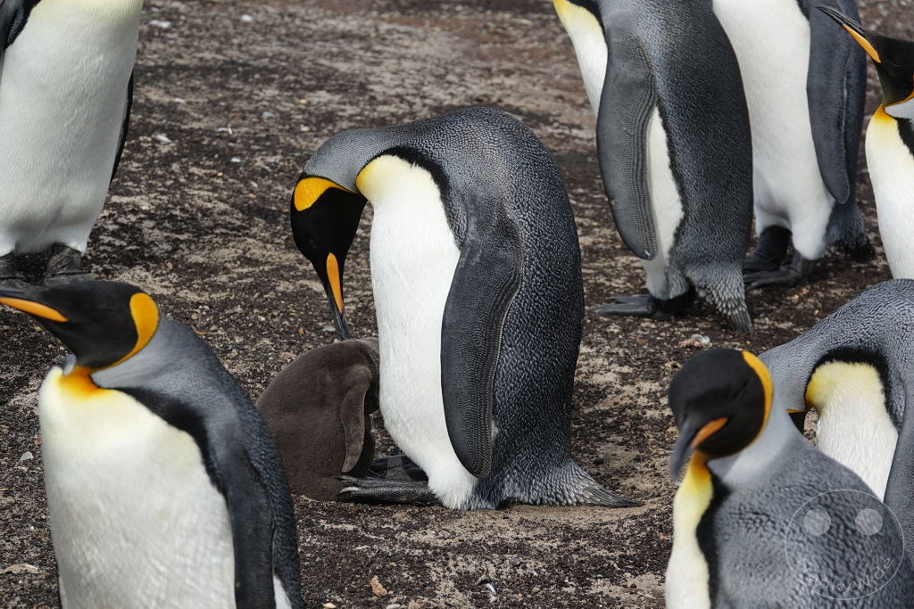 Falklandinseln (Malvinen) - Saunders Island