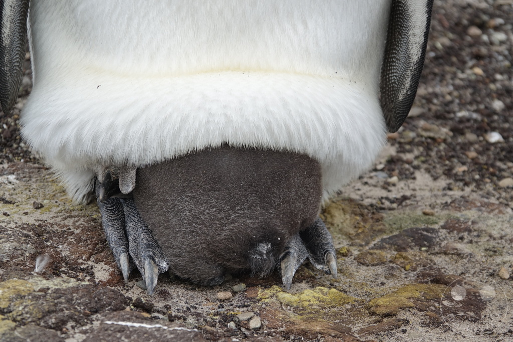 Falklandinseln (Malvinen) - Saunders Island