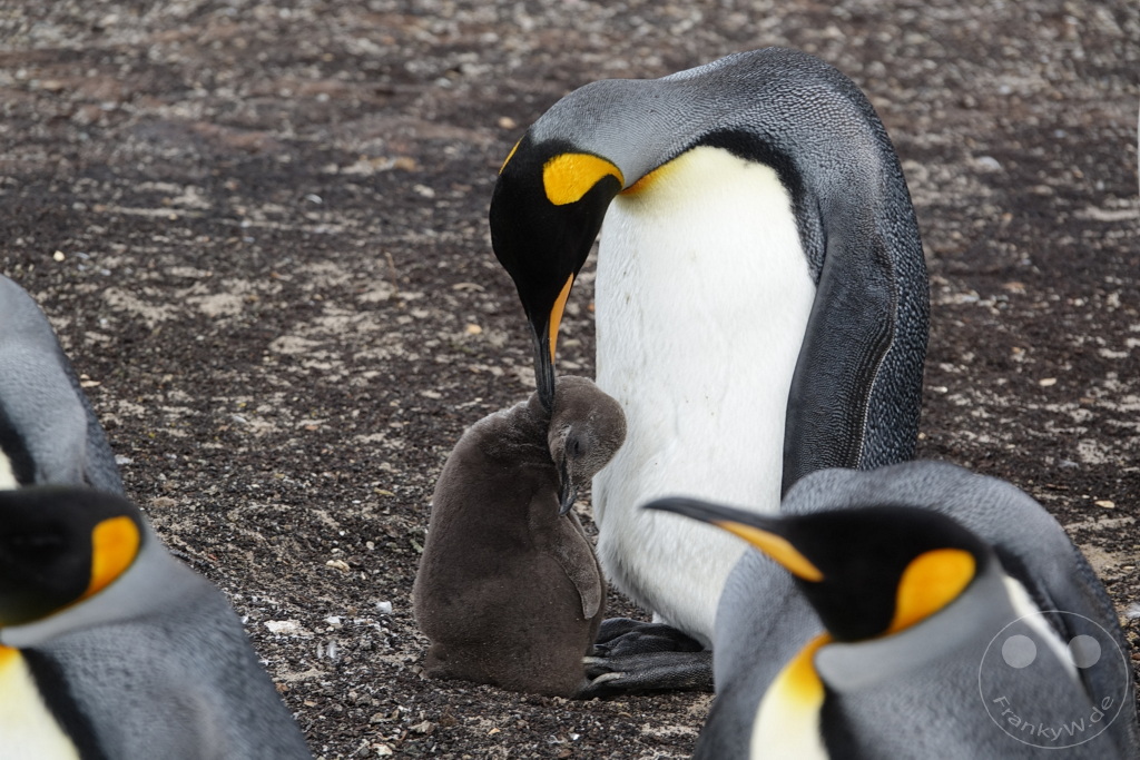 Falklandinseln (Malvinen) - Saunders Island